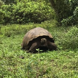 Tortura gigante 