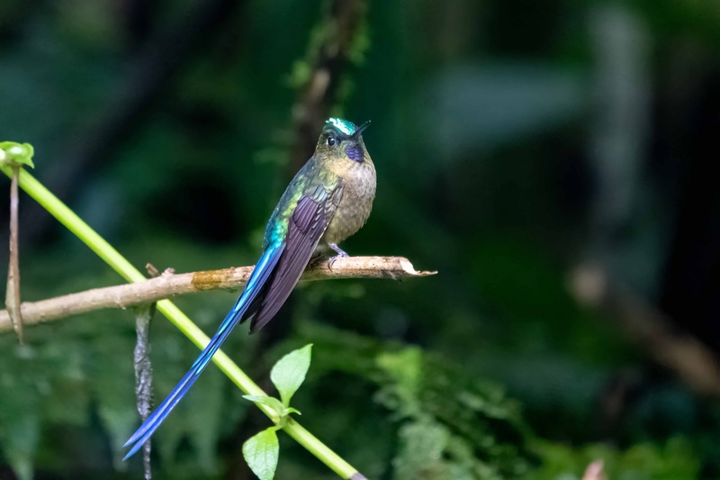 Colibri