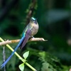 Colibri