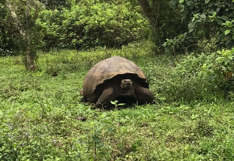 Tortura gigante 