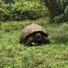 Tortura gigante 
